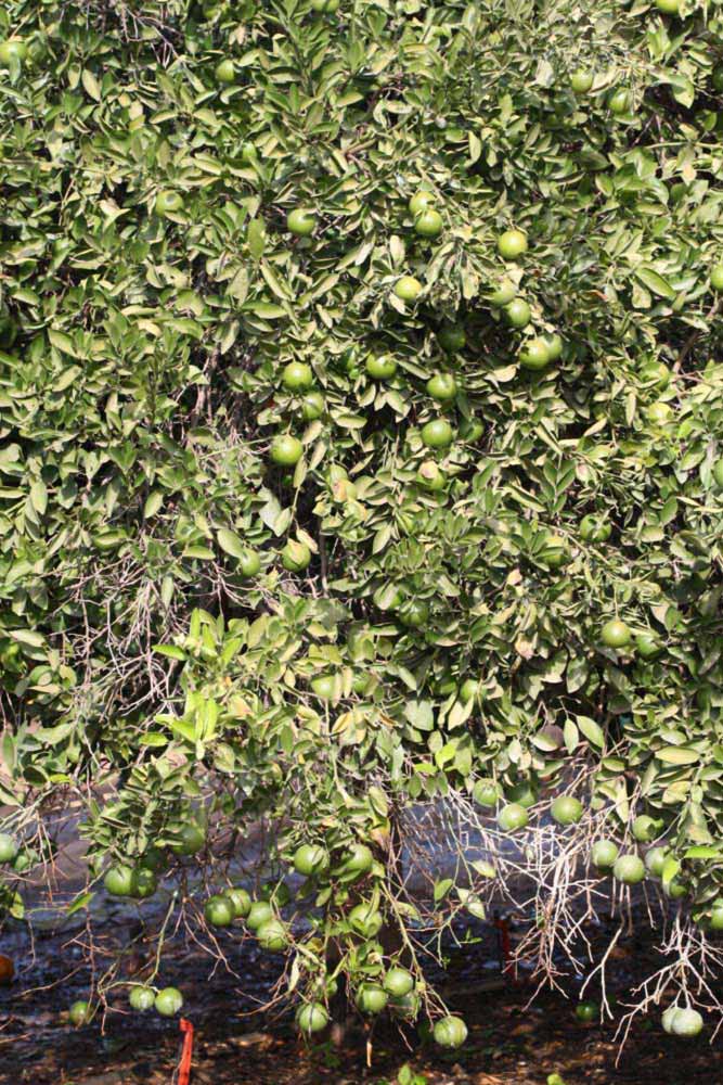            Habit (Riverside, CA)   